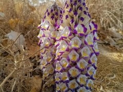 生态屏障“沙漠人参”花开惹人醉
