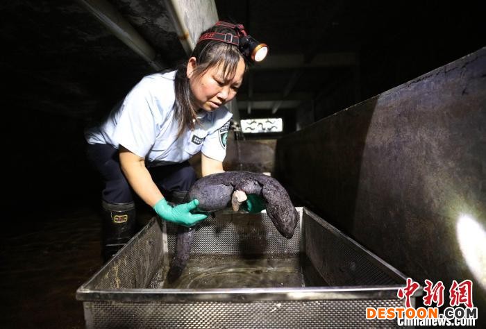工作人员在室内养育区观察受伤大鲵的恢复情况。 吴勇兵 摄