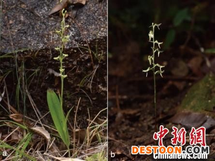 广东河源紫金科研团队填补全球兰科植物进化研究空白成果在国际顶尖期刊发表