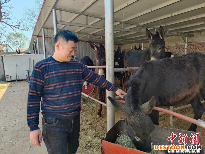 图为文国山看着“致富驴”露出笑容。 蒋燕泽 摄