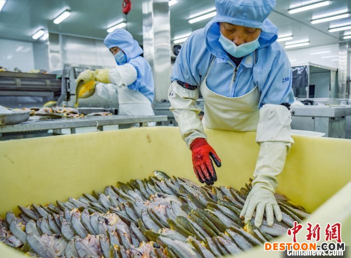 金盛水产员工正在作业。 阮传龙 摄