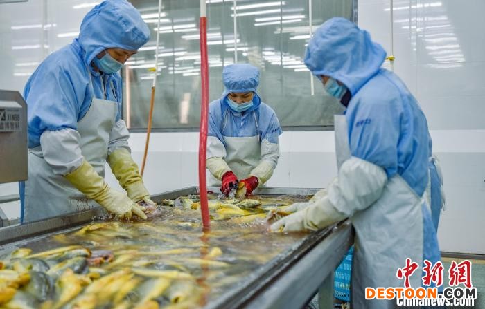 金盛水产员工正在作业。 阮传龙 摄