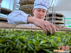 山东日照绿茶进入春茶采摘季
