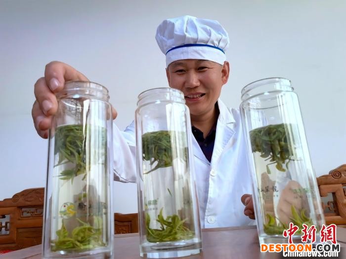 制茶师冲泡日照绿茶观其汤色。 乔祥明 摄