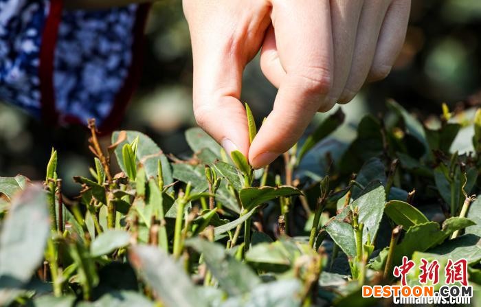 工人正在采摘日照绿茶。 乔祥明 摄