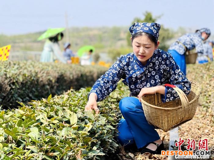 工人正在采摘日照绿茶。 乔祥明 摄