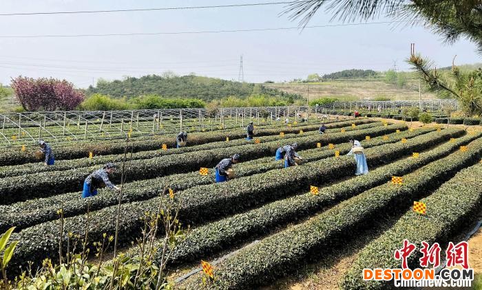 工人正在采摘日照绿茶。 乔祥明 摄