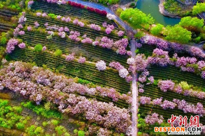 图为东港区南湖镇马陵水库茶园基地内，茶园与樱花交相辉映。 乔祥明 摄