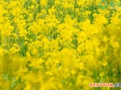 五一的由来和风俗
