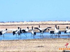 青海湖北岸黑颈鹤成群 “轻歌曼舞”宛若仙子
