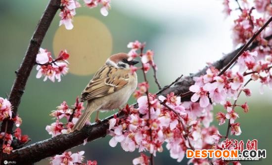 资料图：3月20日，江苏扬州瘦西湖风景区桃红柳绿，桃花、梅花等早春花在春雨滋润下竞相开放，构成一幅幅“雨润花开”的早春美景图。 图片来源：ICphoto