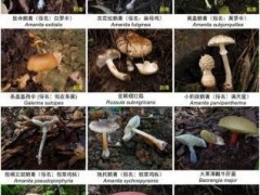 这些毒蘑菇千万吃不得