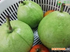 番石榴什么季节成熟？石榴和番石榴有哪些区别？