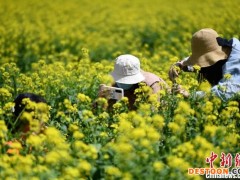 新疆巴州：美丽乡村正当时 千亩花海迎客来