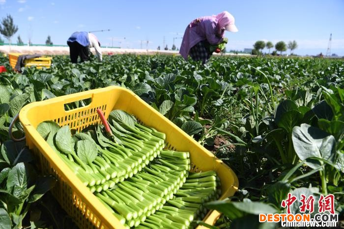 甘肃蔬菜面积产量双增长育“甘味”飘香海外