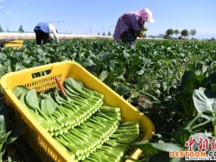 甘肃蔬菜面积产量双增长 育“甘味”飘香海外