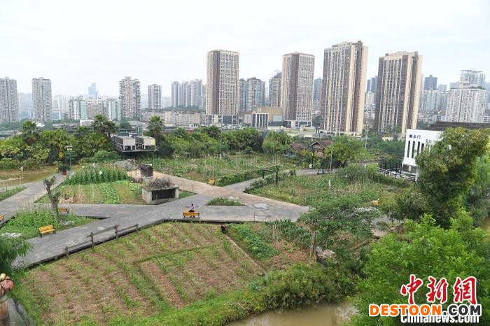 工厂楼顶打造的“农场”。 陈超 摄