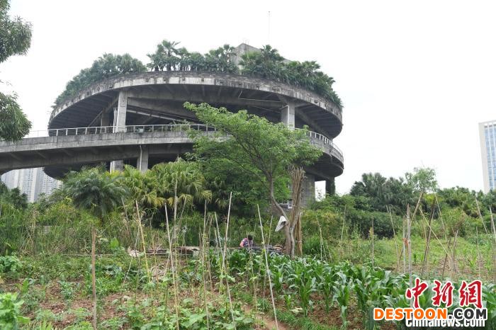 工厂楼顶打造的“农场”。 陈超 摄