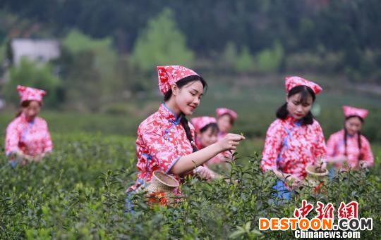 图为航拍江西修水“宁红”茶园，几名少女在茶园摘茶。(资料图) 黄喆 摄