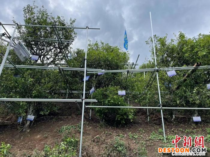 图为双江县冰岛村的古茶树。 缪超 摄