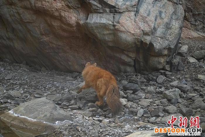 甘肃阿克塞：国家一级保护动物豺群频繁活动