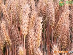 2022五一小麦价格多少钱一斤？
