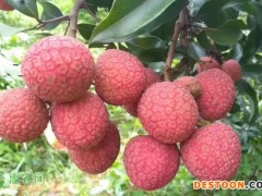 2022白蜡荔枝价格多少钱一斤？