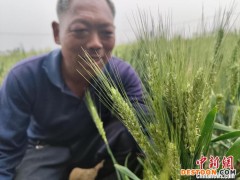 河南：小麦进入扬花期