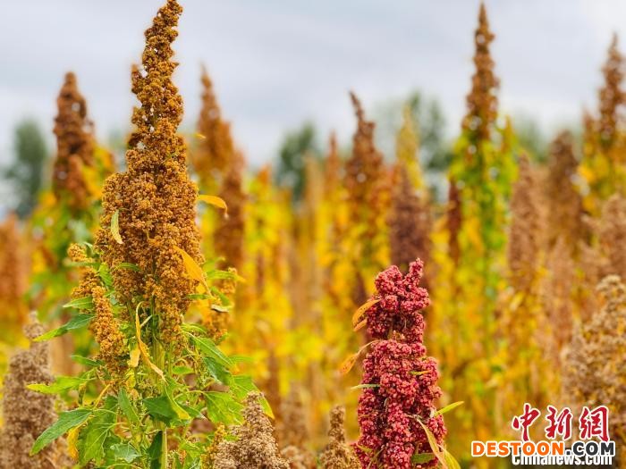 图为成熟后的藜麦五颜六色。(资料图) 孙睿 摄