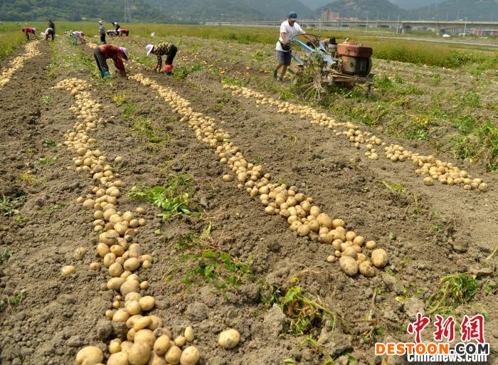图为4月26日，工人在示范基地采收“闽薯5号” 马铃薯。 张斌 摄