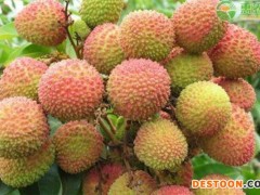 2022年白糖罂荔枝价格多少钱一斤？