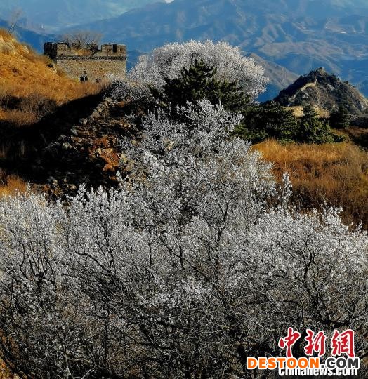 涞源插箭岭古长城边杏花开。 涞源县委宣传部 摄