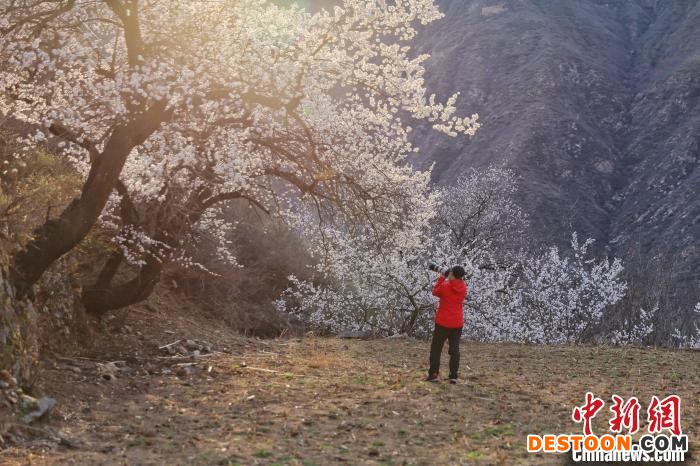 摄影爱好者在树下选景。 涞源县委宣传部 摄