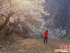“太行山村”千棵老杏树花开 游客打卡来