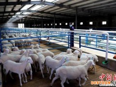 “中国肉羊之乡”甘肃民勤：精养优养“深耕”羊产业