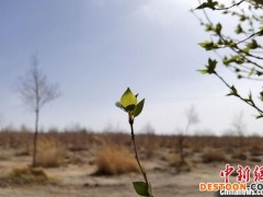 图为4月底，金塔胡杨林核心景区金波湖畔风光。 冯志军 摄