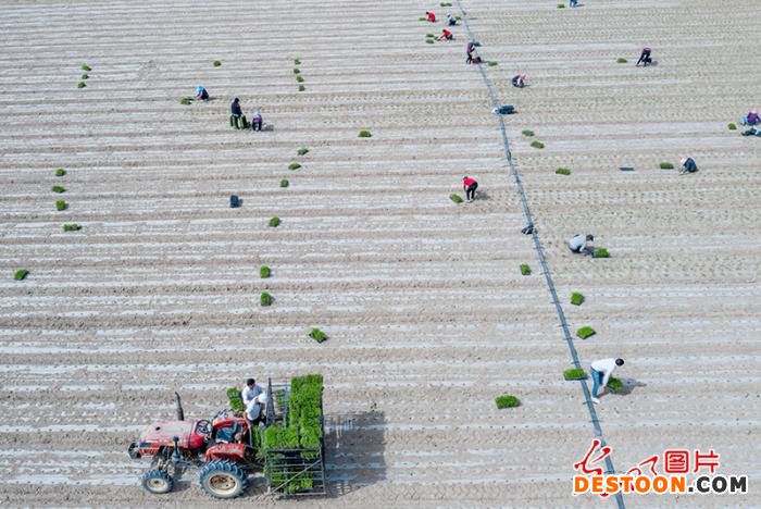 4月20日，在新疆库车市墩阔坦镇亚喀守努特村，金八区谷物种植农民专业合作社社员播种线椒 袁欢欢摄/光明图片