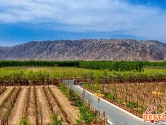 新疆积极发展特色种植 助农业增效农民增收