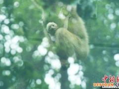 重庆动物园珍稀野生动物新生宝宝萌态亮相