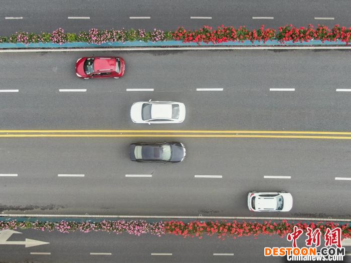 鲜艳的月季花正绽放，如同一条条花带，点缀了城市春色。 刘力鑫 摄