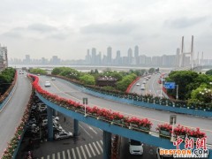 航拍江西南昌万余株月季绽放 如花带点缀城市春色