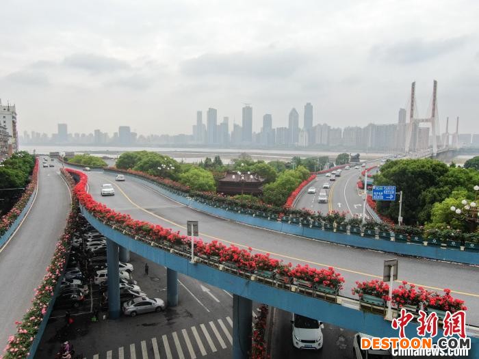 鲜艳的月季花正绽放，如同一条条花带，点缀了城市春色。 刘力鑫 摄