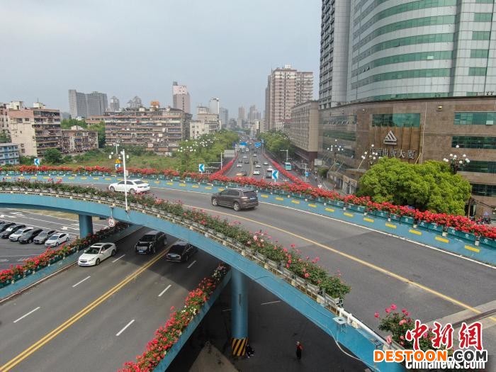 鲜艳的月季花正绽放，如同一条条花带，点缀了城市春色。 刘力鑫 摄