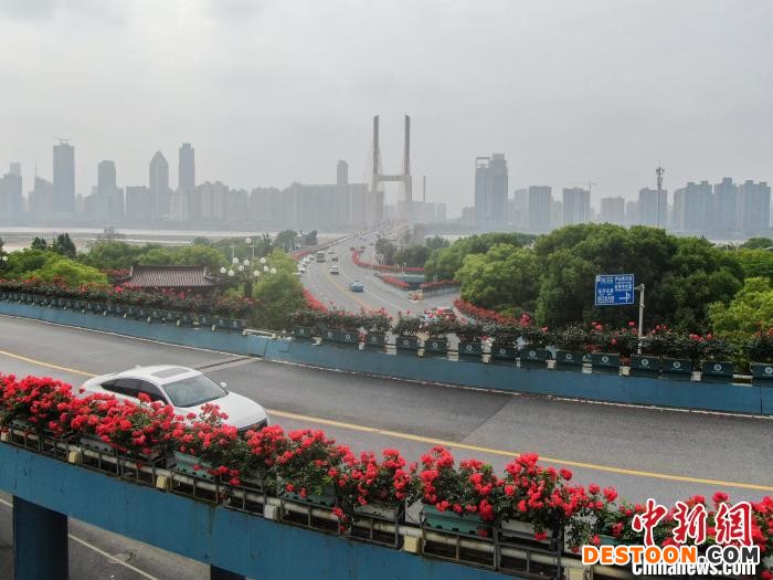 图为车辆从被月季花装扮的桥上驶过。 刘力鑫 摄