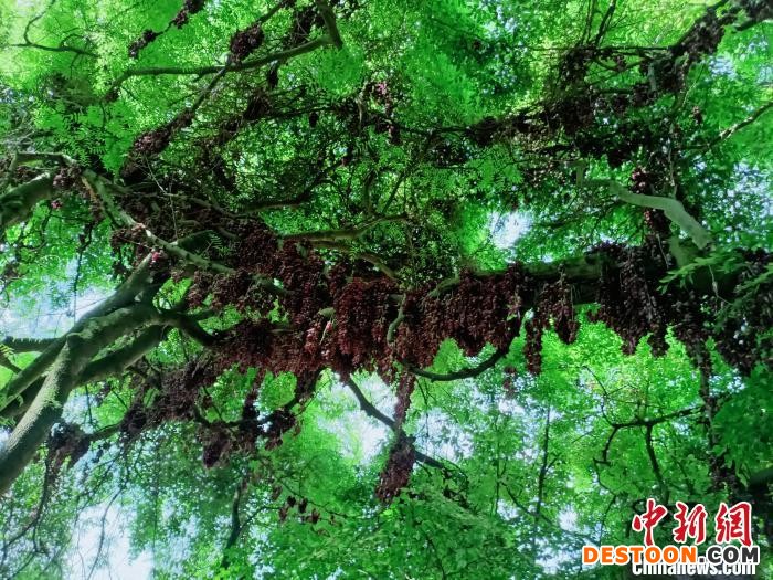 主藤一分为三，与周围树木交相缠绕，宛如栩栩如生的巨龙 程平 摄