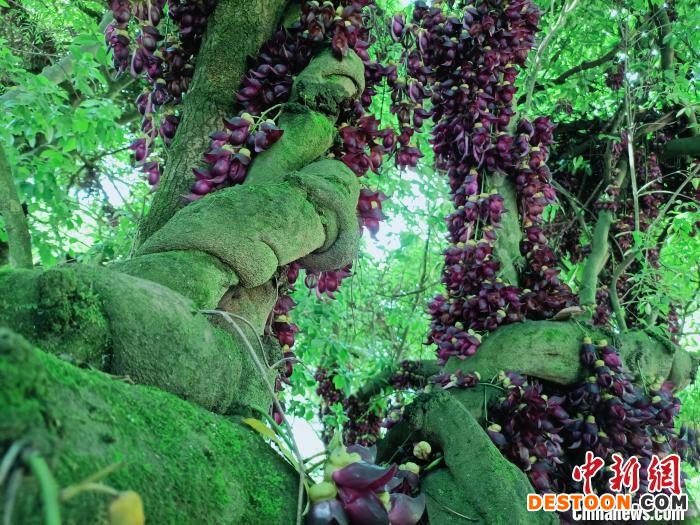 湖北竹山现巨型古藤 ，冠幅约1200平方米 程平 摄
