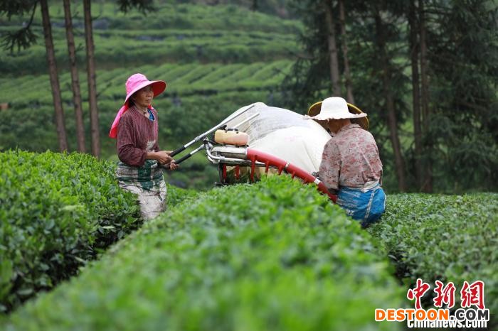 村民在江口县闵孝镇提红村抹茶种植基地采收抹茶茶青。 李鹤 摄