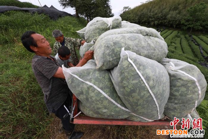 村民在江口县双江街道磨湾村抹茶种植基地搬运抹茶茶青。 李鹤 摄