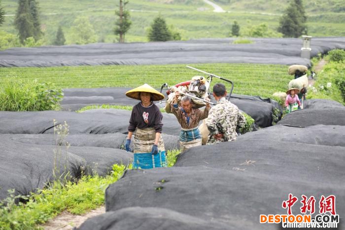 村民在江口县闵孝镇提红村抹茶种植基地搬运抹茶茶青。 李鹤 摄