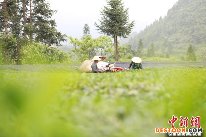 村民用机械采收抹茶茶青。 李鹤 摄